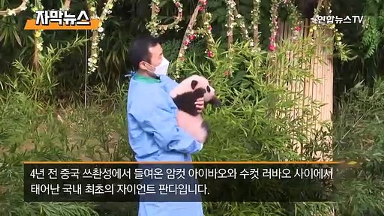 [자막뉴스] 아기 판다 '푸바오'의 폭풍성장…"저 100일 됐어요!"