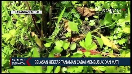 Belasan Hektar Tanaman Cabai Membusuk Dan Mati
