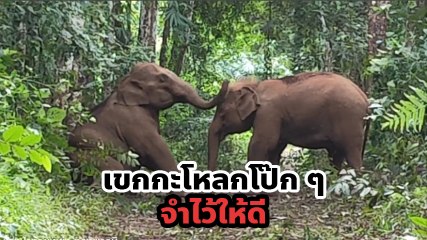เอ็นดู.. คลิปสุดน่ารัก ลูกช้างป่าใช้งวงเขกหัวเพื่อน เตือนสติอย่าซนนัก !?