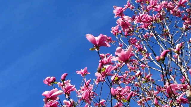 [4K] Mère Nature Beauty Drone Vue aérienne Stock métrage gratuit [4K] [4K] Пташиного польоту Матері-Природи Краса Безкоштовний запас відео マザーネイチャービューティードローン航空写真無料映像素材