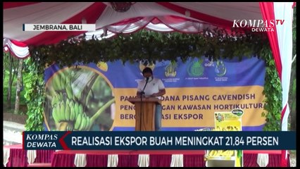 Bupati Jembrana Panen Perdana Pisang Cavendish