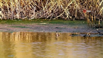 Yüksekova’da Yaban Ördekleriyle Gelen Sonbahar Güzelliği