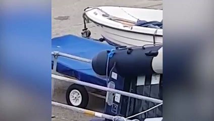 Video shows seagull playing 'football' in a car park in Cornwall