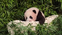 La cría de panda gigante nacida en Corea del Sur cumple 100 días