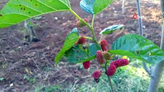 Kasım ayında dut ağacı meyve verdi, kiraz ağacı çiçek açtı