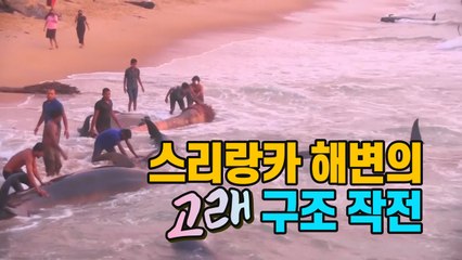[세상만사] 스리랑카 해변의 고래 120마리 구조 작전 / YTN