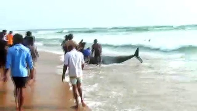 Sri Lanka: près de 120 dauphins-pilotes sauvés après leur échouage