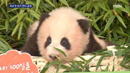 국내 첫 아기 판다 '푸바오' 공개…"행복을 주는 보물"