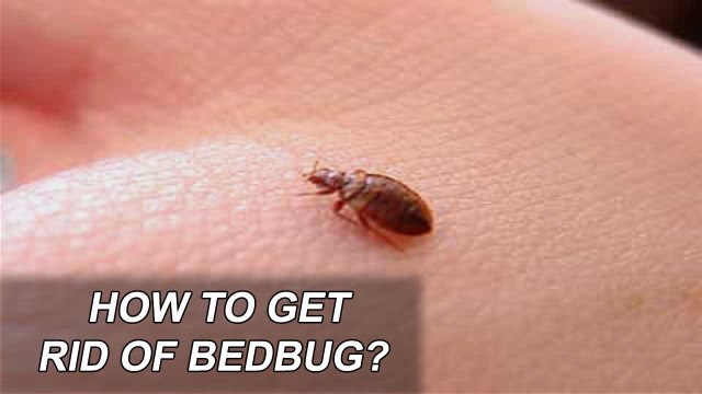 How to Get Rid of Bedbugs? | Zubaida Tariq | Health Tips