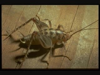 Paranormal creatures (2)