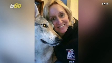 Wolfdog Goes Viral With Video Showing Her Howling to an Ambulance Siren