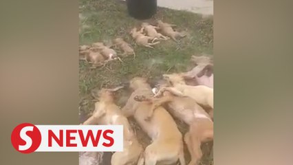 54 dogs dead, many more missing from flooded shelter in Seremban