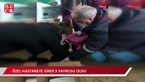 Özel hastaneye giren hamile kedi, hayvan hastanesinde doğum yaptı