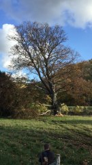 Abattage d'un arbre remarquable de plus de 30m de haut, à Beez ( Namur )