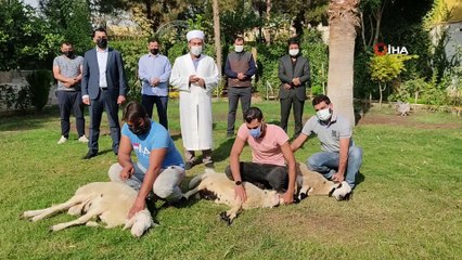 Koronaya yakalanan Bakan Soylu ve ailesi için Şanlıurfa'da 3 koyun kesildi