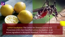 World Mosquito Day 2020: Quick Natural Home Remedies To Prevent Mosquito Bites