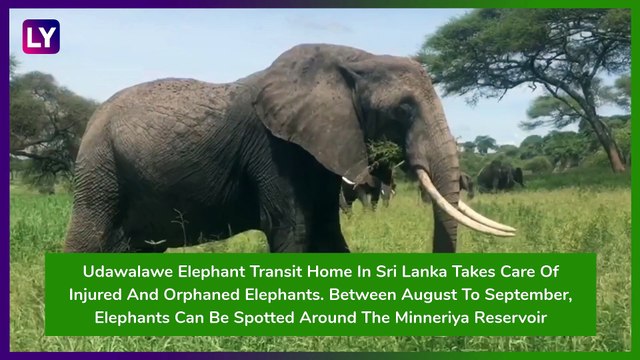 World Elephant Day 2020: From Zimbabwe To India, 5 Places To See Elephants Across the World