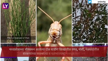 Locust Attack In Maharashtra: महाराष्ट्रात टोळधाड दाखल; फळभाज्या, पालेभाज्यांचे मोठे नुकसान