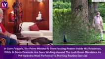 PM Narendra Modi Shares Video Of His Bond With Peacocks At His Residence Along With A Poem