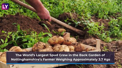 National Potato Day 2020: Interesting Yet Bizarre Facts About This Versatile Vegetable