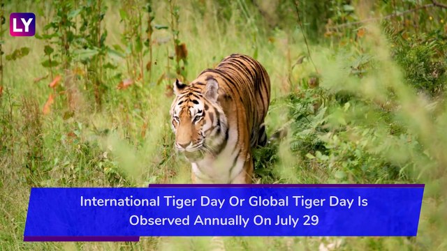 International Tiger Day 2020: Know Significance And Some Interesting Facts About Tigers