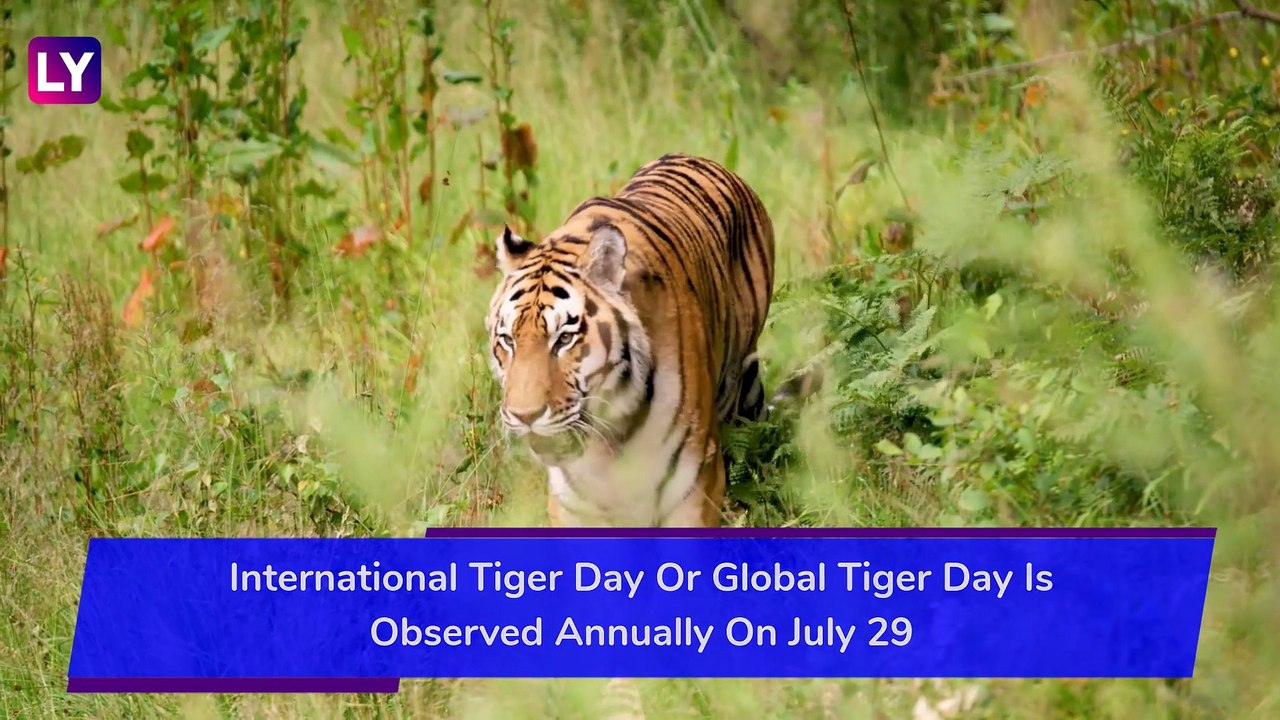 International Tiger Day 2020: Know Significance And Some Interesting Facts About Tigers