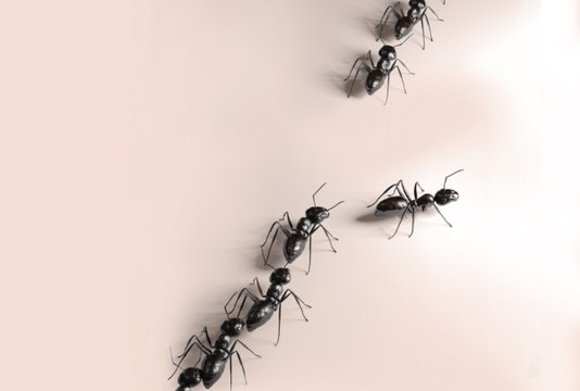 Fourmi, cafard, abeille... chaque #insecte a sa propre personnalité !