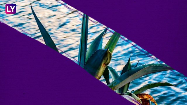 National Tequila Day 2020: Interesting Facts About The Distilled Beverage