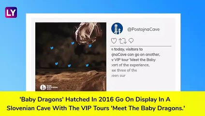 'Baby Dragons' in Slovenian Cave To Now Go Public! Know More About The Protected Eel-Like Species