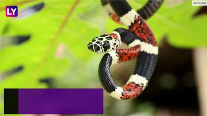 World Snake Day 2020: Date & Significance Of The Day Raising Awareness About Different Snake Species