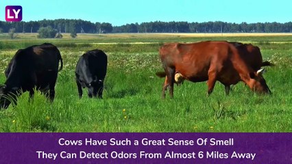 Cow Appreciation Day 2020: 10 Interesting Facts About The Farm Animal