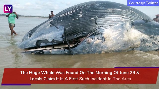 35-Foot Huge Whale Washes Up On Mandarmani Beach In West Bengal