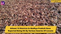 Locust Attack Hits Indian States, Swarms Reach Madhya Pradesh: Know All About This Pest Outbreak