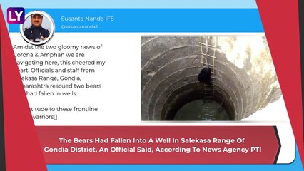 Two Bears Rescued From A Well In Maharashtra, One Climbs Ladder To Come Out; Rescue Video Wins Hearts