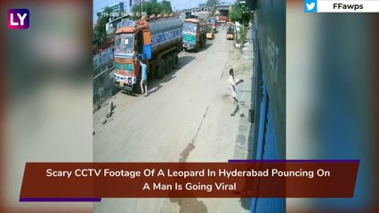 Leopard Attacks Man In Hyderabad, Stray Dogs Corner The Big Cat; Watch The Scary Video