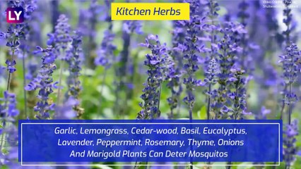 National Dengue Day 2020: Date, Significance & Preventions Against This Mosquito-Borne Disease