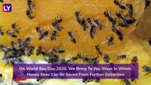 World Bee Day 2020: Simple Ways You Can Help Save Bees From Extinction