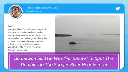 River Ganga Near Meerut Sees The Return Of Gangetic Dolphins, Rare Sight Caught On Camera