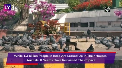 India Under Lockdown: While Humans Stay At Home, Animals Take To The Streets