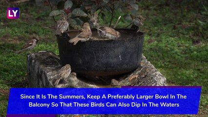 World Sparrow Day 2020: How to Save These Birds From Disappearing