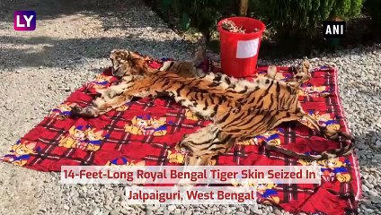 14-Feet-Long Royal Bengal Tiger Skin Seized In Jalpaiguri, Two Bhutanese Nationals Arrested