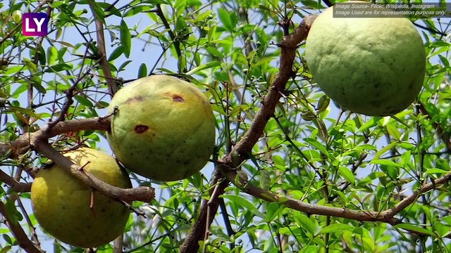 World Diabetes Day 2019: Ayurvedic Herbs To Lower Blood Sugar Levels Naturally!