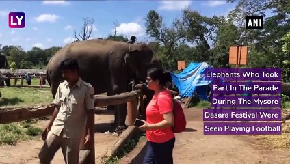 Elephants Play Football At Dubare Camp In Kodagu, Karnataka