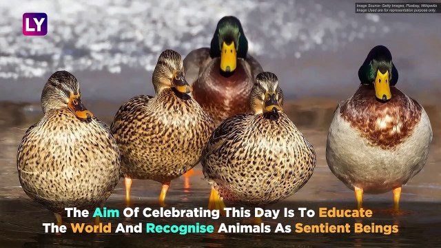 World Animal Day 2019: Significance Of The Day That Stands For Animal Rights And Welfare
