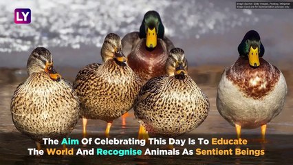 World Animal Day 2019: Significance Of The Day That Stands For Animal Rights And Welfare