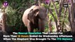 Delhi: Elephant Lakshmi Rescued After Missing For Over Two Months, Mahout Arrested