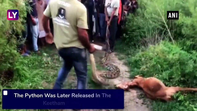 16-Ft Long Python Kills Goat In UPs Mathura, Later Rescued By Forest Officials