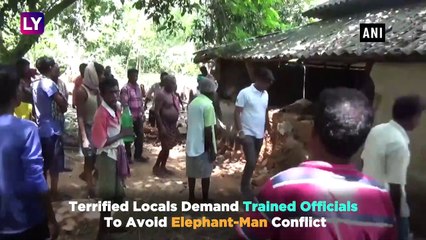 Odisha: Elephant Herd Enters Village And Destroys Crops & Huts, Man Stays Atop A Tree With Family