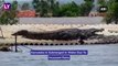 Karnataka Floods: Crocodile Lands On Roof Of House, The Giant Reptile Sits With Its Mouth Open