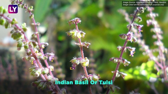 Mosquito-Repelling Plants to Prevent Dengue Fever